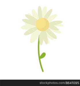 Daisy flower vector background. Chamomile blossom illustration.. Daisy flower vector background. Chamomile blossom illustration
