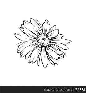 Daisy flower with bud freehand vector illustration. German chamomile, Matricaria chamomilla monochrome outline. Honey plant, wild flower engraving. Homeopathic herb, wildflower with name drawing. German chamomile black ink sketch
