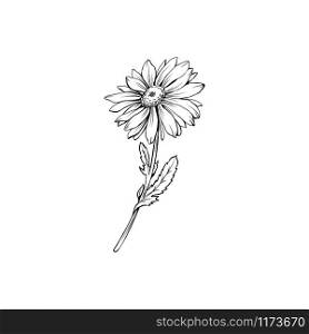 Daisy flower with bud freehand vector illustration. German chamomile, Matricaria chamomilla monochrome outline. Honey plant, wild flower engraving. Homeopathic herb, wildflower with name drawing. German chamomile black ink sketch