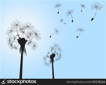 dandelion and its offspings floating into the sky