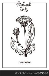 Dandelion flower medical herb sketch botanical design icon for medicinal herb or phytotherapy herbal tea infusion package. Vector isolated dandelion plant for herbal natural medicine. Dandelion medical herb sketch botanical vector icon for medicinal herbal phytotherapy design
