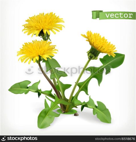 Dandelion flowers, 3d vector icon