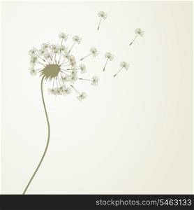 Dandelion. From a dandelion flower seeds fly away. A vector illustration