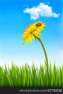 Dandelion on a blue sky and green grass background with a ladybug. Vector.