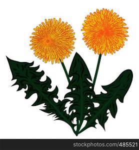 Dandelions flower vector illustration on a white background