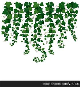 Dangling green ivy. Plants leaf hanging from above vines. Leaves isolated climbing plant vine on garden white wall garden vector background illustration. Dangling green ivy. Plants leaf hanging from above. Leaves isolated on garden white wall vector background illustration