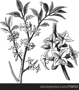 Daphne or Daphne mezereum, vintage engraving. Old engraved illustration of a Daphne plant showing flowers.