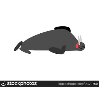 Dead walrus. Arctic and Antarctic wild beast is dead. Corpse seal 