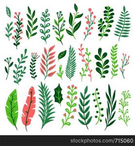 Decor leaves. Green plant leaf, ferns greenery and floral natural fern leaves. Vintage decorative monstera and palm foliage leaf. Plant ornament isolated vector icons set. Decor leaves. Green plant leaf, ferns greenery and floral natural fern leaves isolated vector set