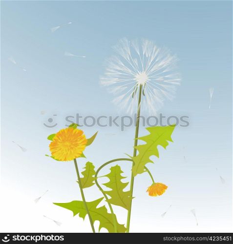 Decorative background card with dandelions stems, flowers and leaves