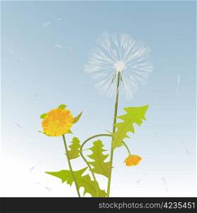 Decorative background card with dandelions stems, flowers and leaves