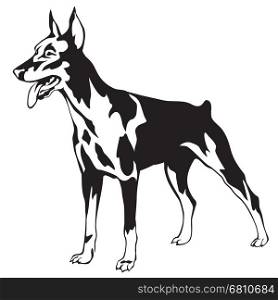 Decorative black and white Dog Doberman vector illustration