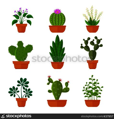 Decorative cactuses with flowers and home plant in pots vector set. Cactus green, flowerpot with leaf illustration. Decorative cactuses with flowers and home plant in pots vector set