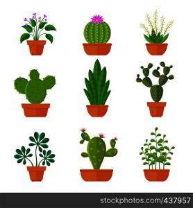 Decorative cactuses with flowers and home plant in pots vector set. Cactus green, flowerpot with leaf illustration. Decorative cactuses with flowers and home plant in pots vector set