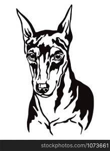 Decorative contour outline portrait of Dog Miniature Pinscher, vector illustration in black color isolated on white background. Image for design and tattoo.