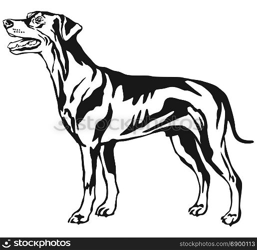 Decorative contour portrait of dog, standing in profile German Pinscher (standart), vector isolated illustration in black color on white background