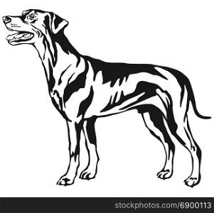 Decorative contour portrait of dog, standing in profile German Pinscher (standart), vector isolated illustration in black color on white background