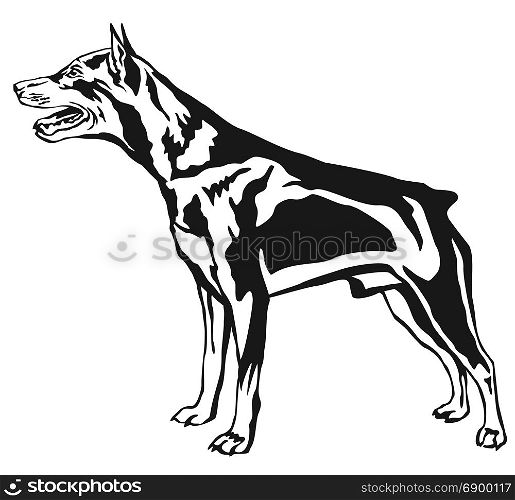Decorative contour portrait of dog, standing in profile Miniature Pinscher, vector isolated illustration in black color on white background