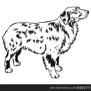 Decorative contour portrait of standing in profile Australian shepherd, vector isolated illustration in black color on white background