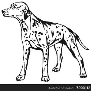 Decorative contour portrait of standing in profile Dalmatian, vector isolated illustration in black color on white background