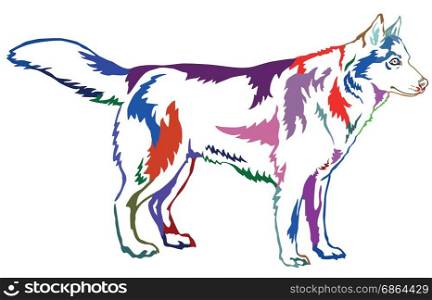 Decorative contour portrait of standing in profile dog Siberian husky, colorful vector isolated illustration on white background