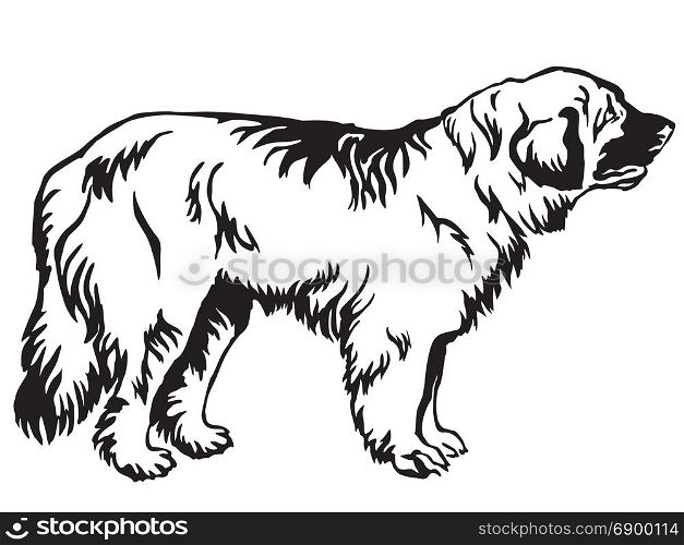 Decorative contour portrait of standing in profile Leonberger dog, vector isolated illustration in black color on white background