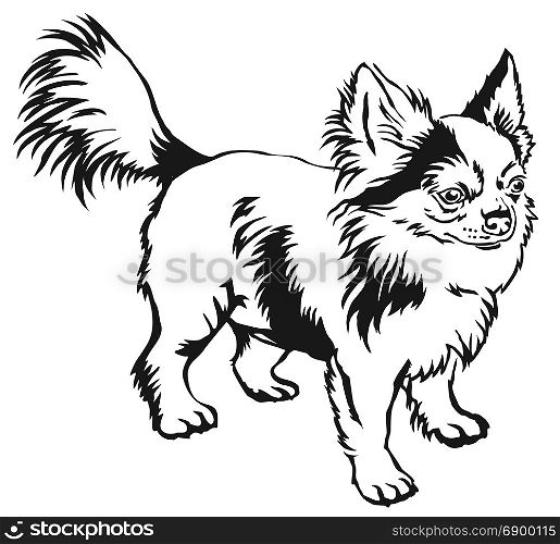 Decorative contour portrait of standing in profile long-haired Chihuahua dog, vector isolated illustration in black color on white background