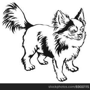 Decorative contour portrait of standing in profile long-haired Chihuahua dog, vector isolated illustration in black color on white background