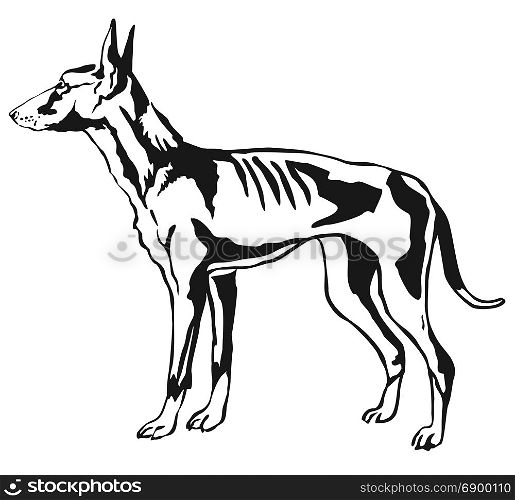 Decorative contour portrait of standing in profile Podenco Ibicenco (Ibizan Hound) dog, vector isolated illustration in black color on white background
