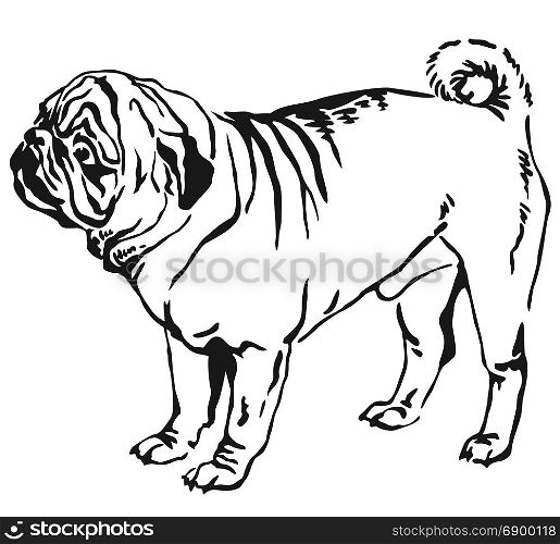 Decorative contour portrait of standing in profile pug dog, vector isolated illustration in black color on white background