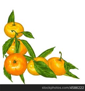 Decorative element with mandarins. Tropical fruits and leaves. Decorative element with mandarins. Tropical fruits and leaves.
