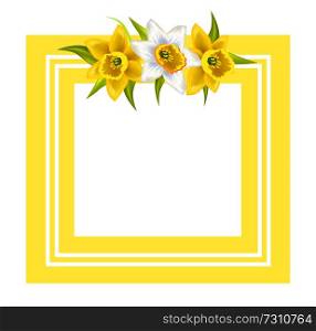 Decorative frame for photo or text with spring flowers daffodil narcissus plant, flowers with white or pale outer petals vector illustration greeting card. Decorative Frame for Photo or Text Spring Flowers