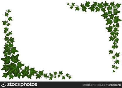 Decorative green ivy wall climbing plant vector frame. Foliage decoration wall, branch frame green leaf illustration. Decorative green ivy wall climbing plant vector frame