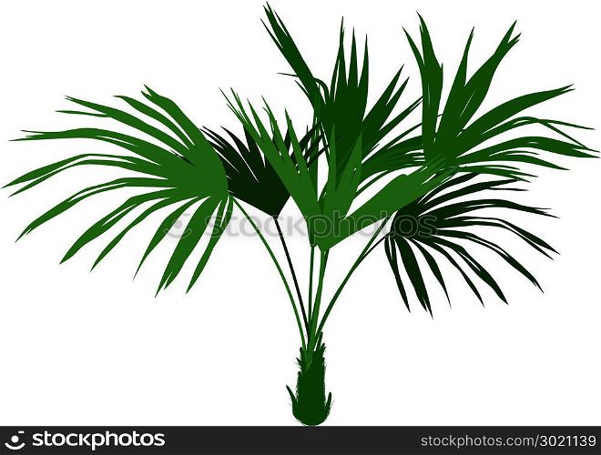Decorative homemade palm tree Washingtonia robusta isolated on white background. home Palm tree