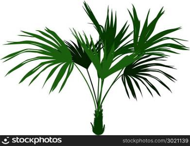 Decorative homemade palm tree Washingtonia robusta isolated on white background. home Palm tree
