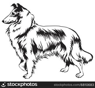 Decorative isolated Dog Collie vector illustration in black and white