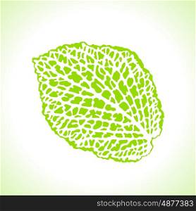 Decorative leaf isolated. Natural detailed macro illustration. Decorative leaf isolated. Natural detailed macro illustration.