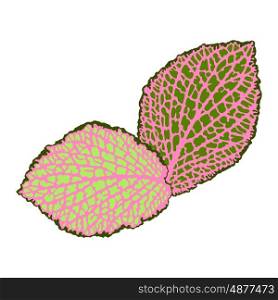 Decorative leaves isolated. Natural detailed abstract illustration. Decorative leaves isolated. Natural detailed abstract illustration.