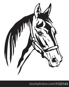 Decorative monochrome contour portrait of beautiful horse in halter looking in profile, vector illustration in black color isolated on white background. Image for logo, design and tattoo.