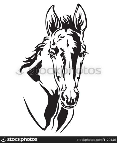 Decorative monochrome contour portrait of pretty foal, vector illustration in black color isolated on white background. Image for logo, design and tattoo.