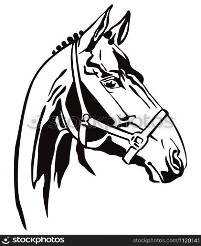 Decorative monochrome contour portrait of racehorse in bridle looking in profile, vector illustration in black color isolated on white background. Image for logo, design and tattoo.