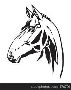 Decorative monochrome contour portrait of racehorse looking in profile, vector illustration in black color isolated on white background. Image for logo, design and tattoo.