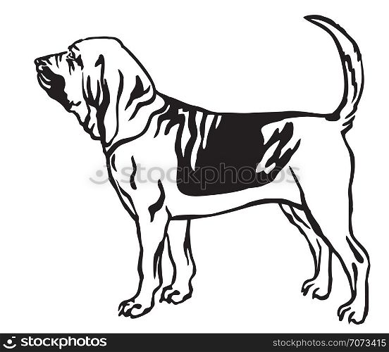 Decorative outline monochrome portrait of standing in profile Bloodhound Dog, vector isolated illustration in black color on white background