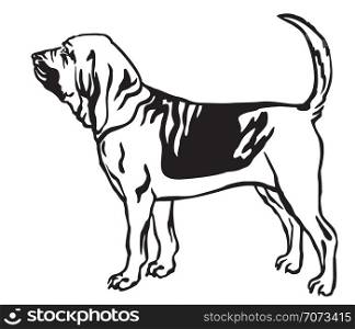 Decorative outline monochrome portrait of standing in profile Bloodhound Dog, vector isolated illustration in black color on white background