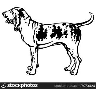 Decorative outline monochrome portrait of standing in profile Bracco Italiano Dog, vector isolated illustration in black color on white background