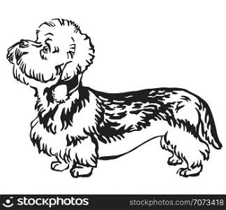 Decorative outline monochrome portrait of standing in profile Dandie Dinmont Terrier Dog, vector isolated illustration in black color on white background