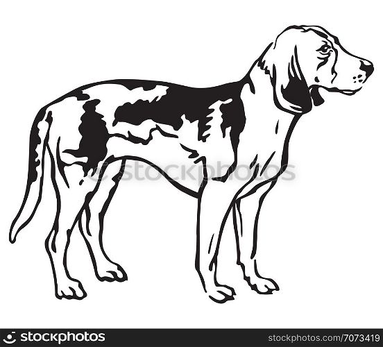 Decorative outline monochrome portrait of standing in profile Estonian Hound Dog, vector isolated illustration in black color on white background