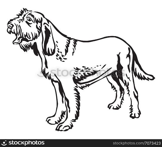 Decorative outline monochrome portrait of standing in profile Spinone Italiano Dog, vector isolated illustration in black color on white background