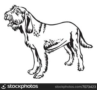 Decorative outline monochrome portrait of standing in profile Spinone Italiano Dog, vector isolated illustration in black color on white background