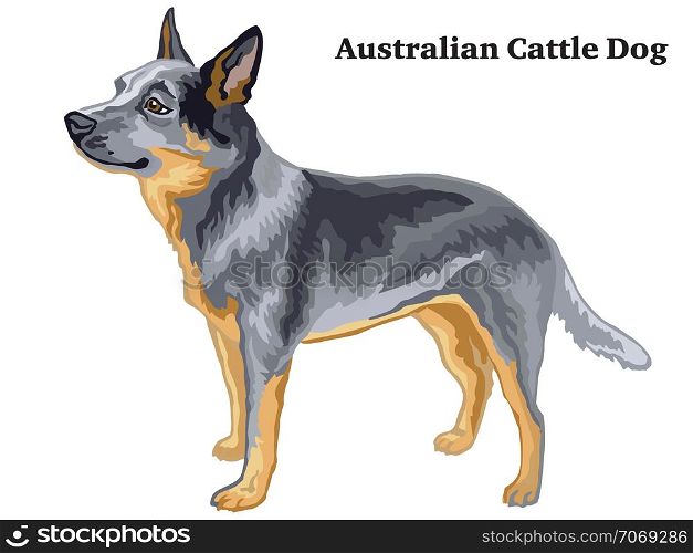 Decorative outline portrait of standing in profile Australian Cattle Dog, vector colorful illustration isolated on white background. Image for design.